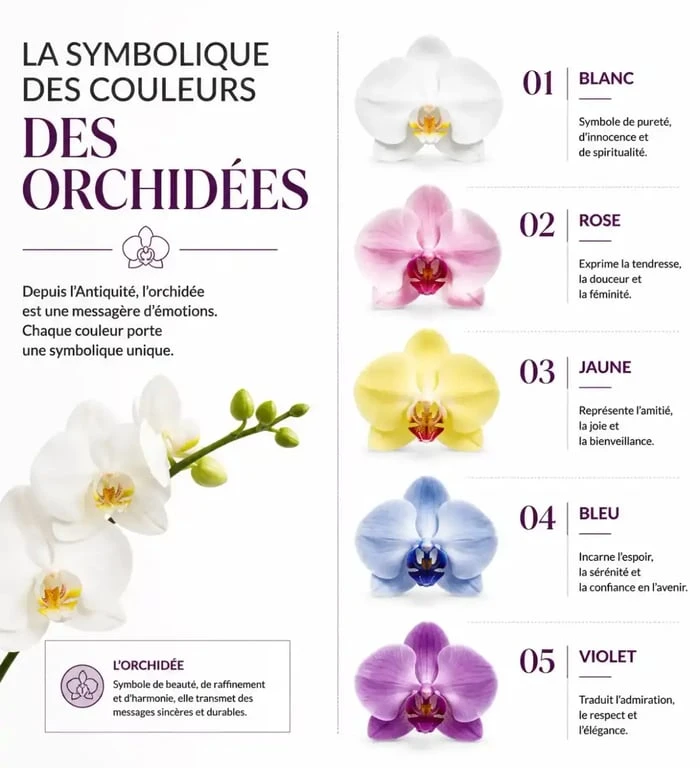 Infographie symbolique des couleurs des orchidées pour offrir en cadeau
