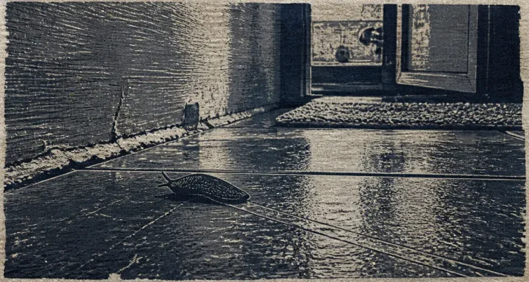 Petite limace noire maison sur carrelage humide, traînée de mucus