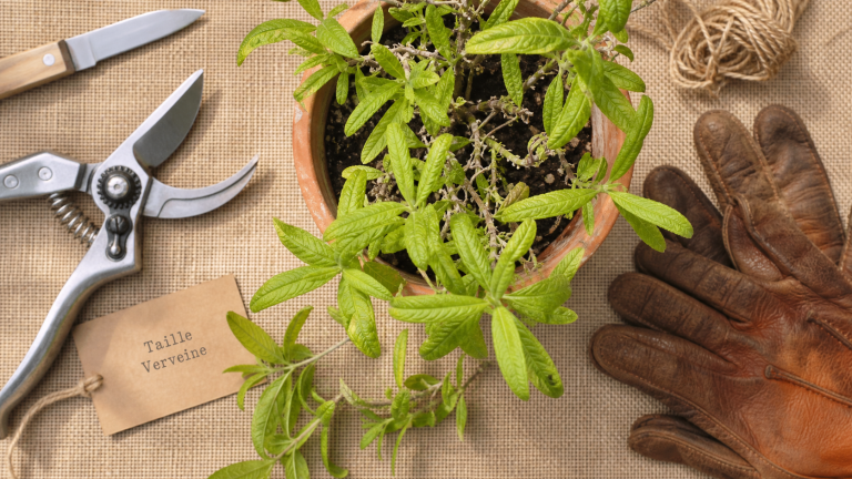 Quand tailler la verveine : printemps, récolte de 30 cm et bons gestes selon la variété Quand tailler la verveine : taille et période