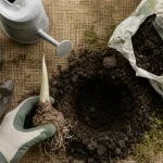 Quand planter les arums : rhizome au printemps, après les gelées