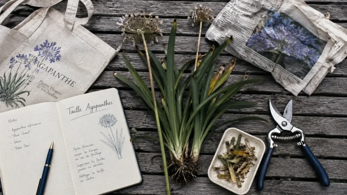Agapanthes après floraison : couper les hampes, garder les feuilles saines Taille agapanthes : couper les hampes, garder feuilles saines