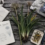 Taille agapanthes : couper les hampes, garder feuilles saines