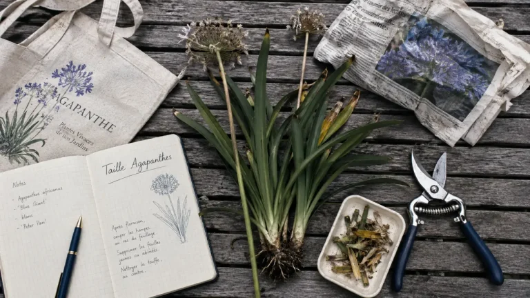 Taille agapanthes : couper les hampes, garder feuilles saines