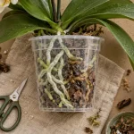 Feuilles molles orchidées : racines à vérifier avant d’arroser