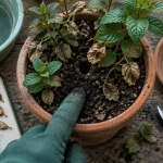Menthe feuille morte : test d’humidité avant arrosage