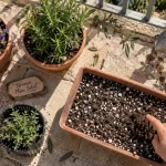 Plante terrasse ensoleillée : pot noir percé et terreau sec